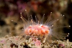 Devonshire cup coral.60mm.
Scotland. by Derek Haslam 